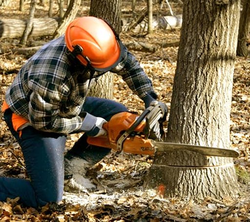 Tree Removal in Brookeville, MD